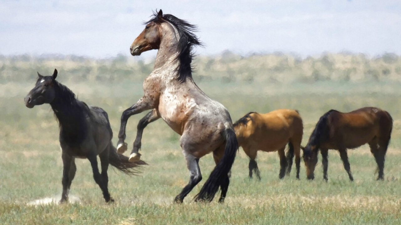 A wild horse jumps among others