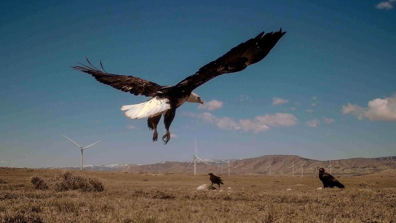 A bald eagle is seen landing