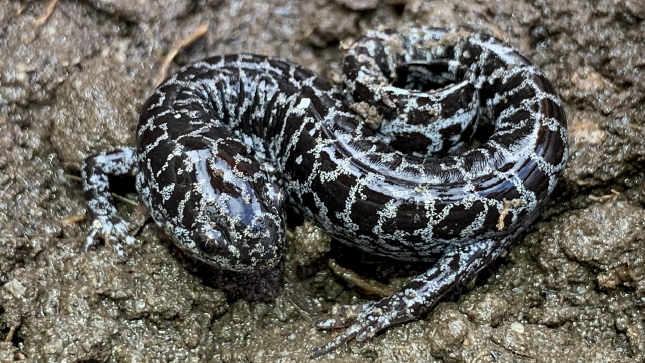 A frosted flatwoods salamander.