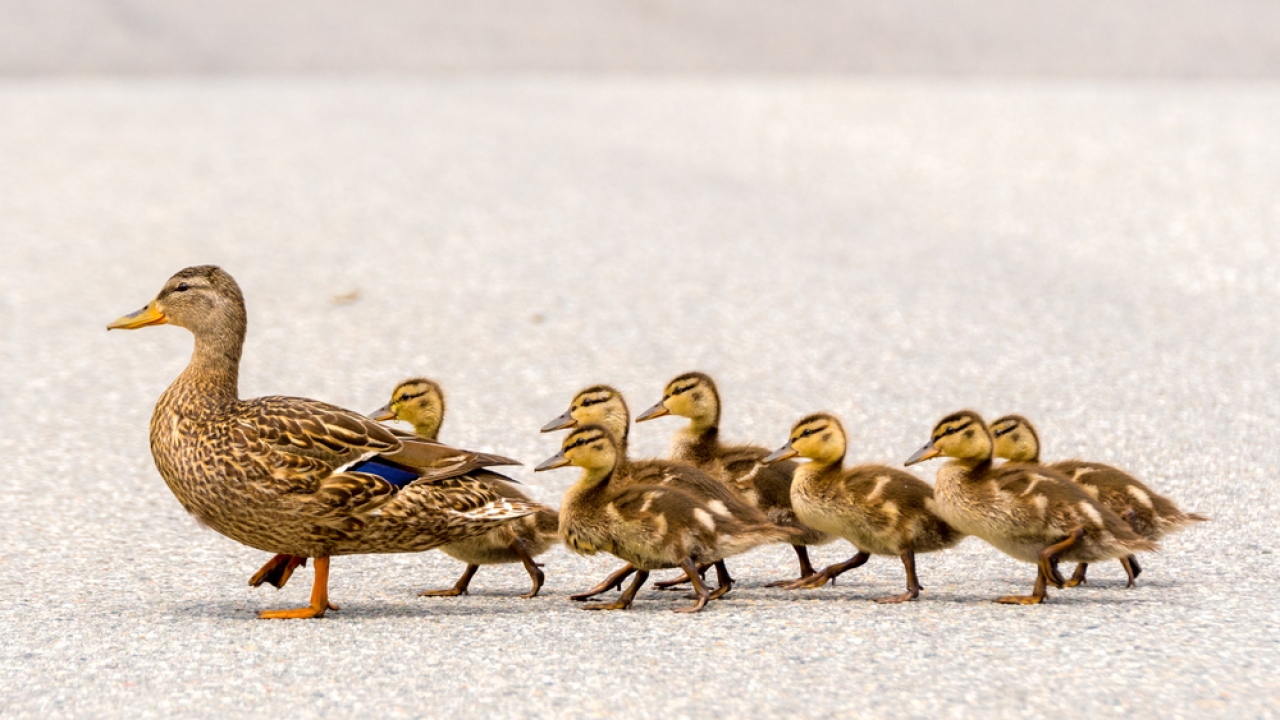 A group of young ducks follow larger duck across a road.