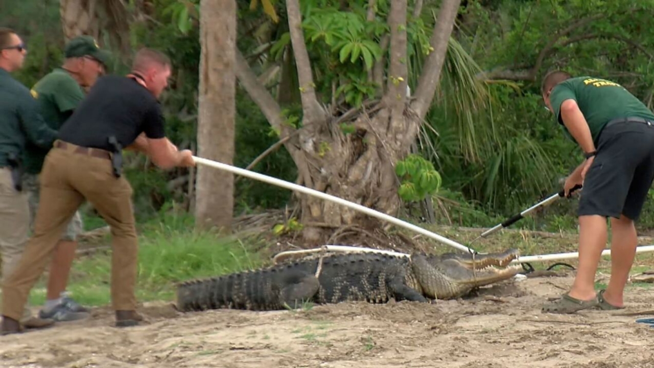 Alligator caught by wildlife experts