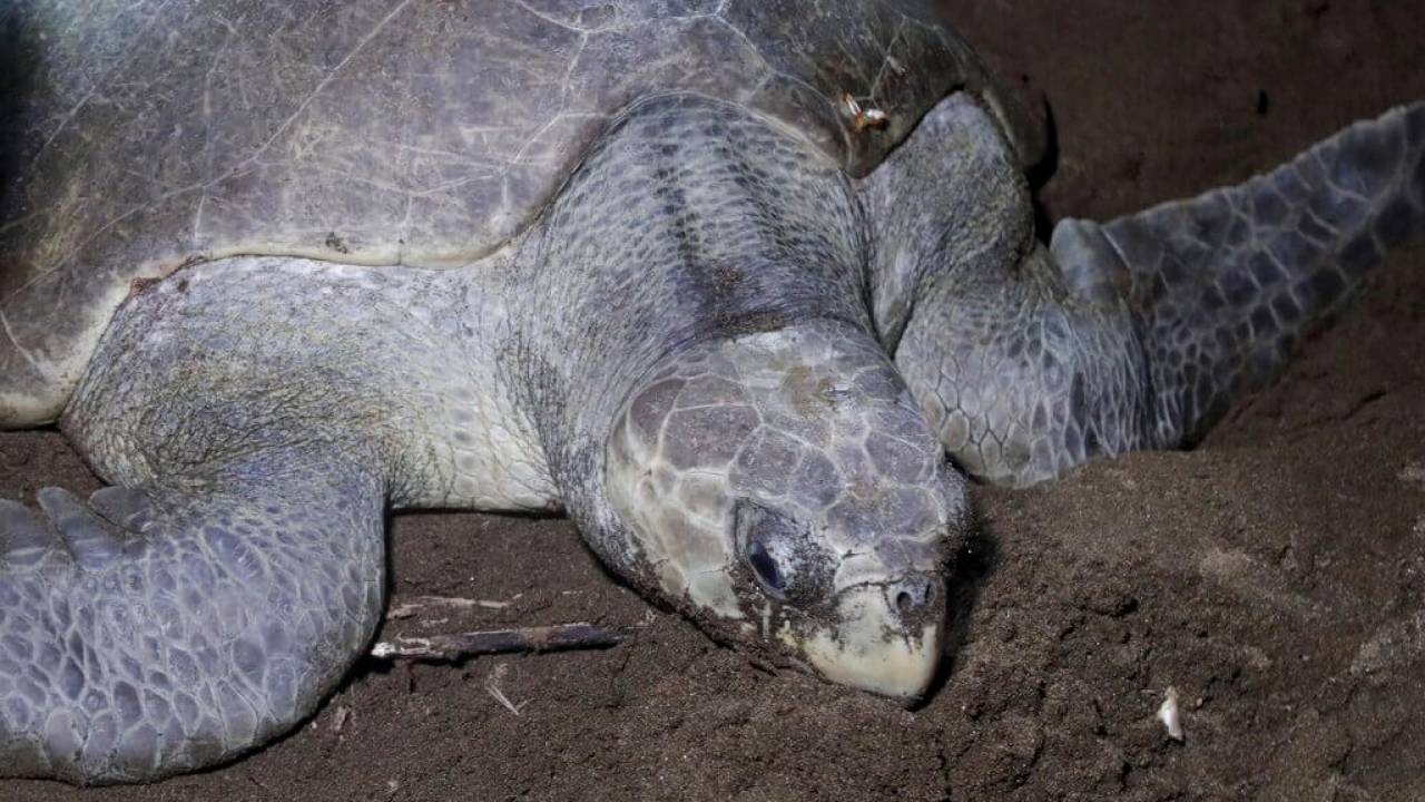 A sea turtle arrives to lay her eggs on a beach in Jaque, Panama.