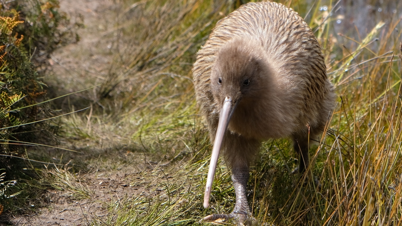 Kiwi bird native to New Zealand.