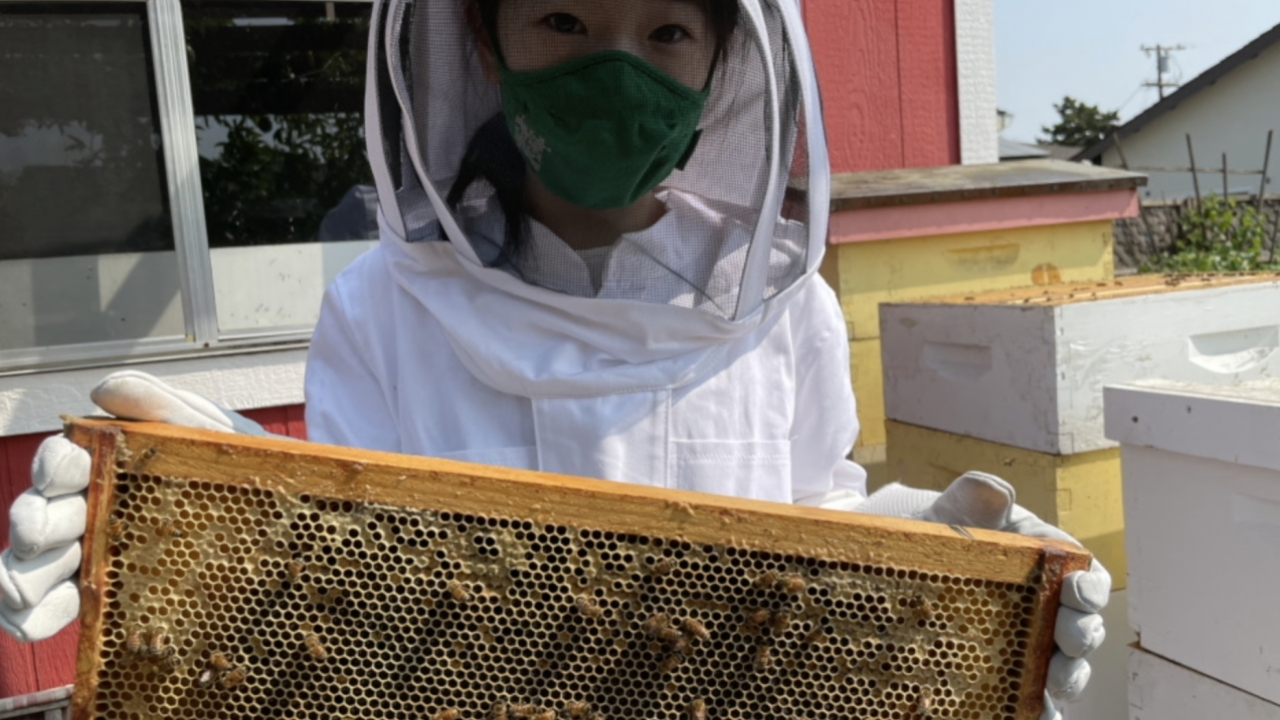 A young girl in a bee suit holds up a manmade hive