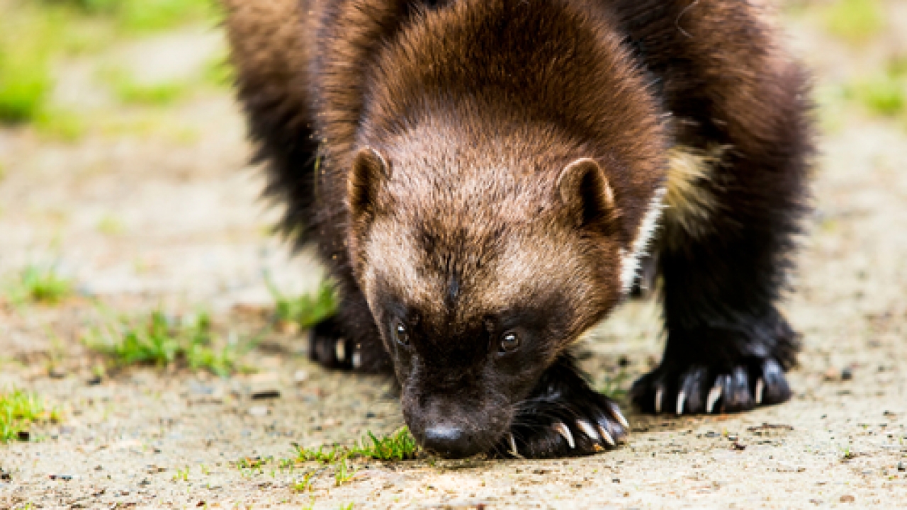 A wolverine sniffs along the ground.