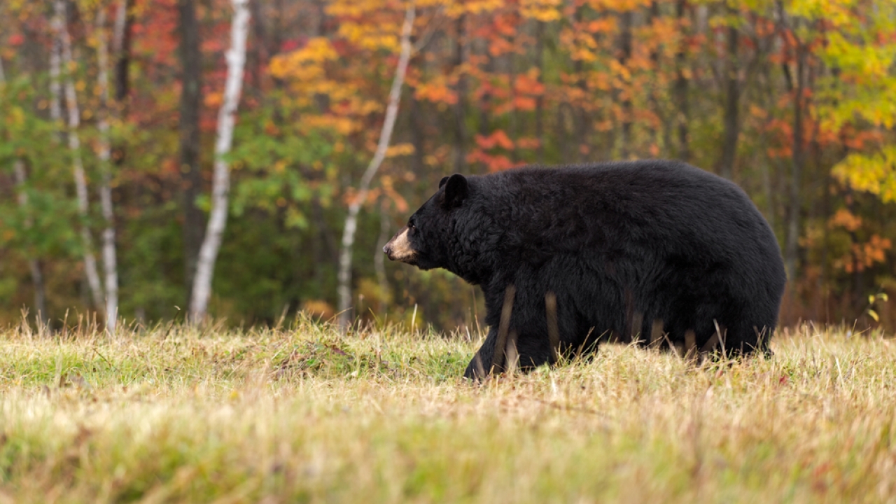 Black bear walks in field.