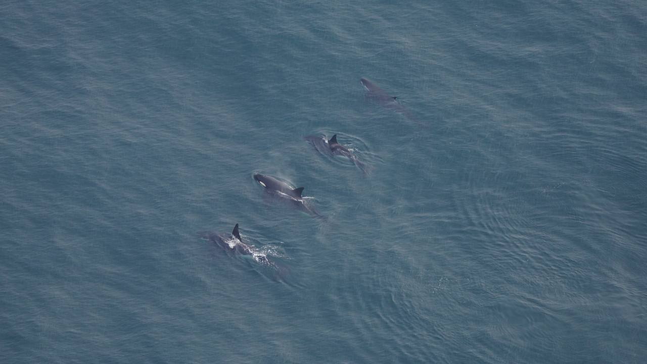 Four killer whales swim in New England waters