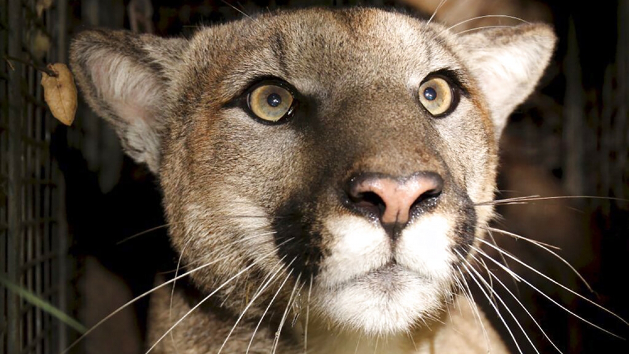 The mountain lion named P-22 is pictured.
