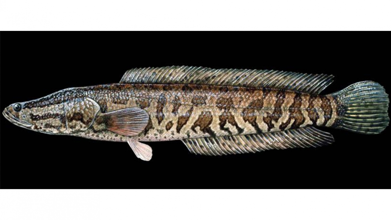 An image of a northern snakehead.