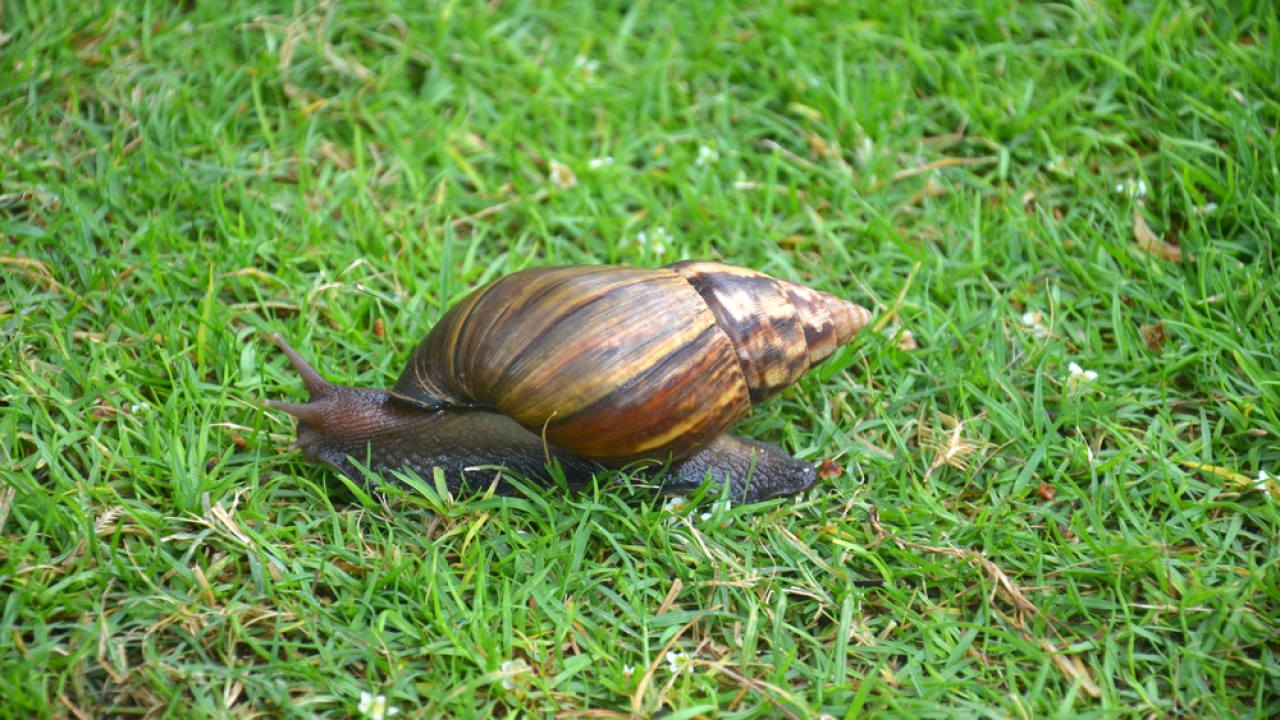 Giant African land snail