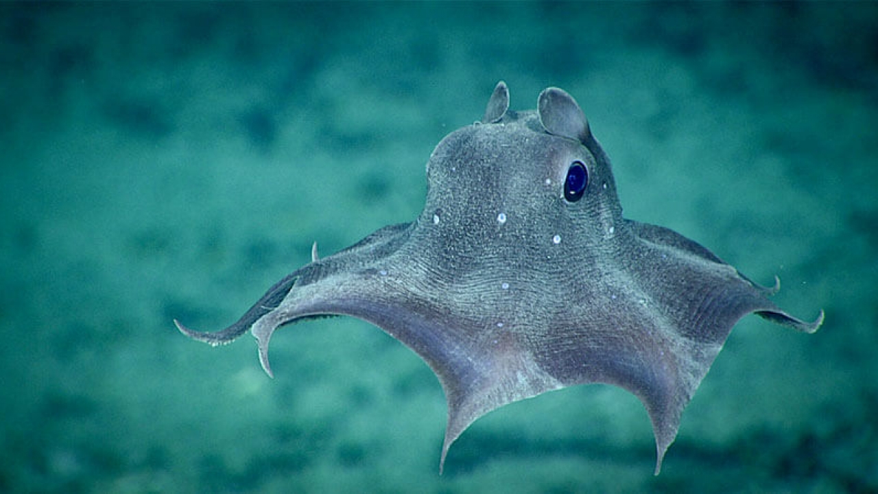 A Dumbo octopus.