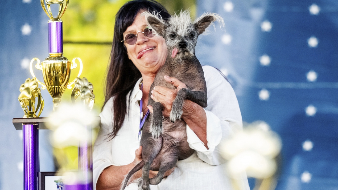 Scooter wins "World's Ugliest Dog."