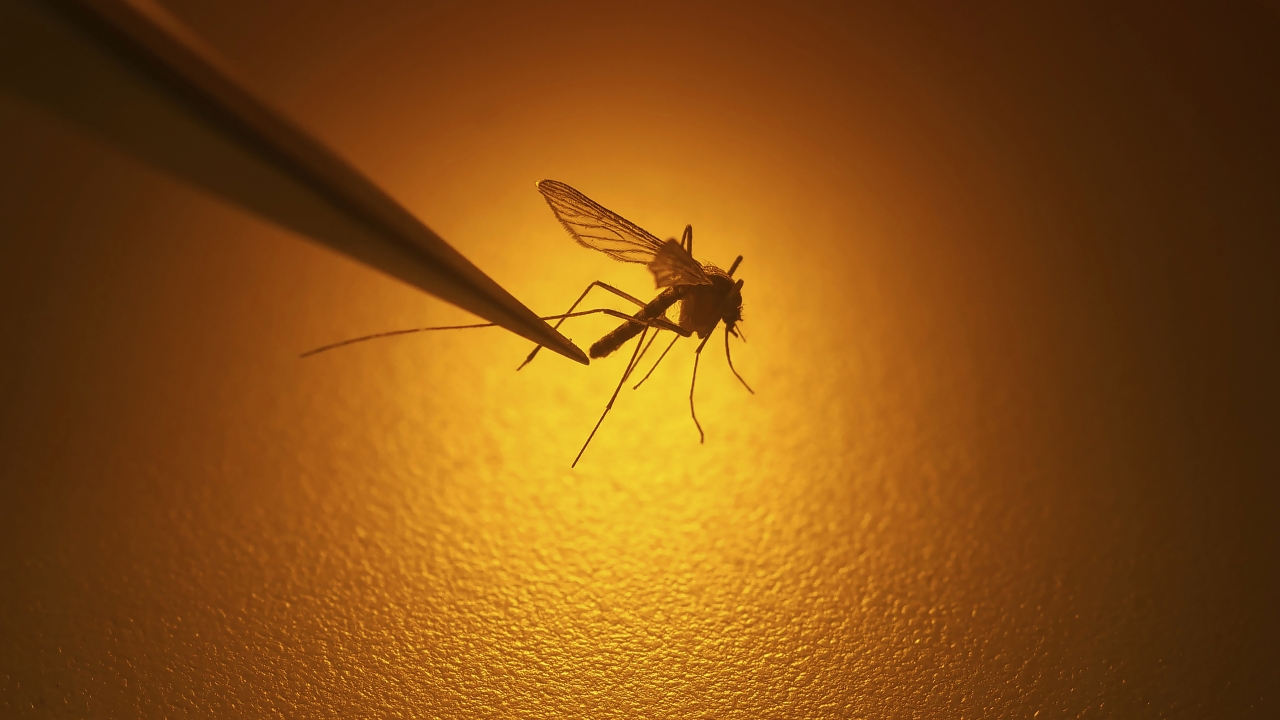 Salt Lake City Mosquito Abatement District biologist Nadja Reissen examines a mosquito in Salt Lake City, Aug. 26, 2019.