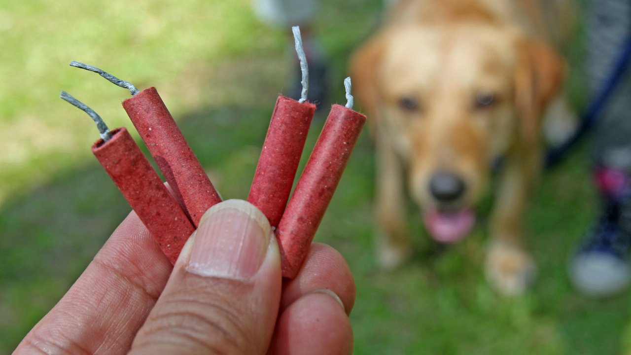 Help your dog overcame their fear of thunderstorms, firework, and firecrackers.