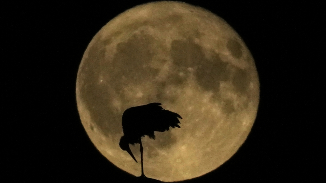 Stork stands in its nest as the supermoon rises in the night sky in Milan, Italy, Monday, July 3, 2023.