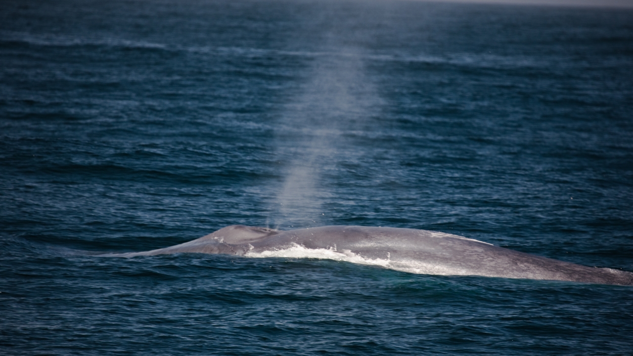 90-100' Blue Whale (Balaenoptera musculus)