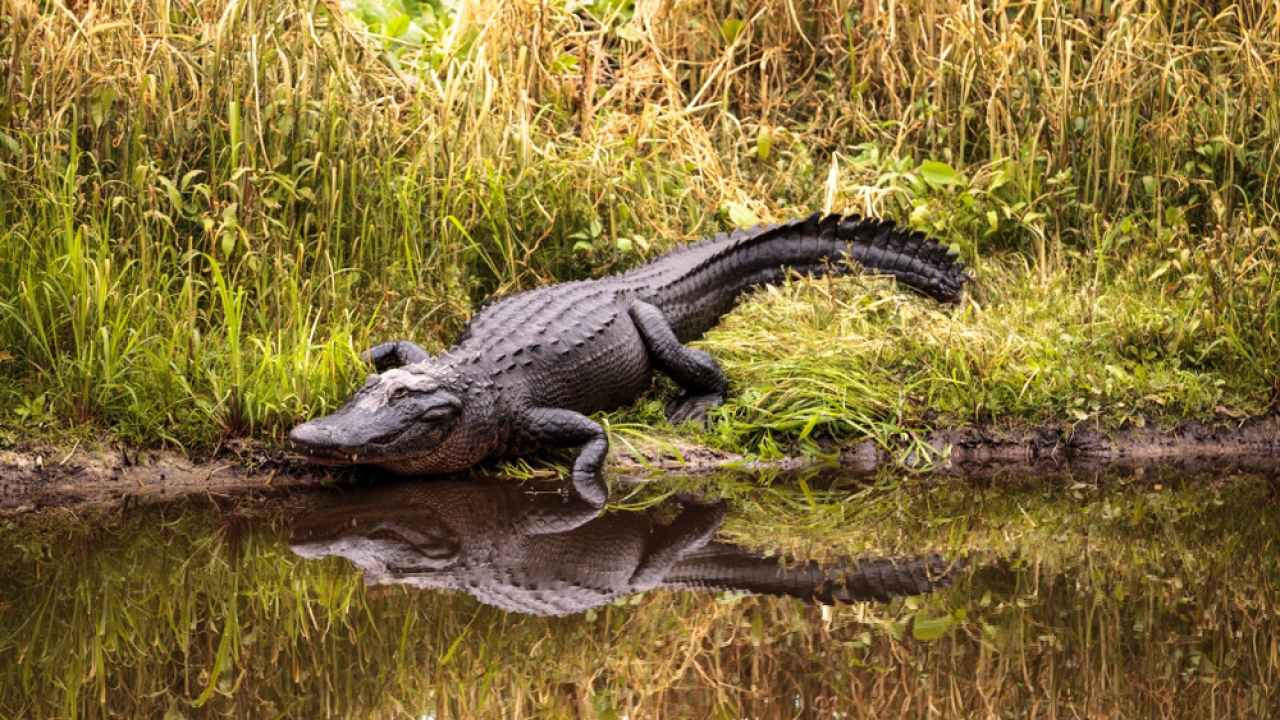American alligator near a pond.