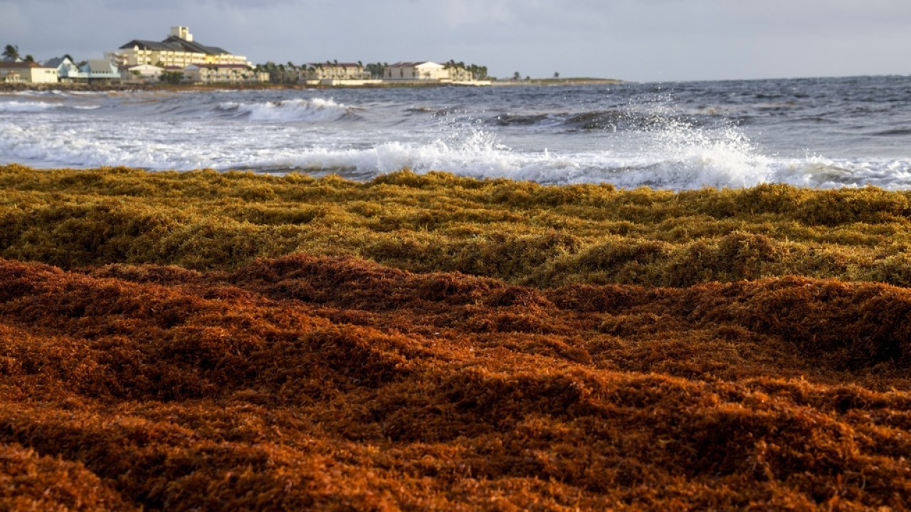 Seaweed covers the Atlantic shore in Frigate Bay, St. Kitts and Nevis.