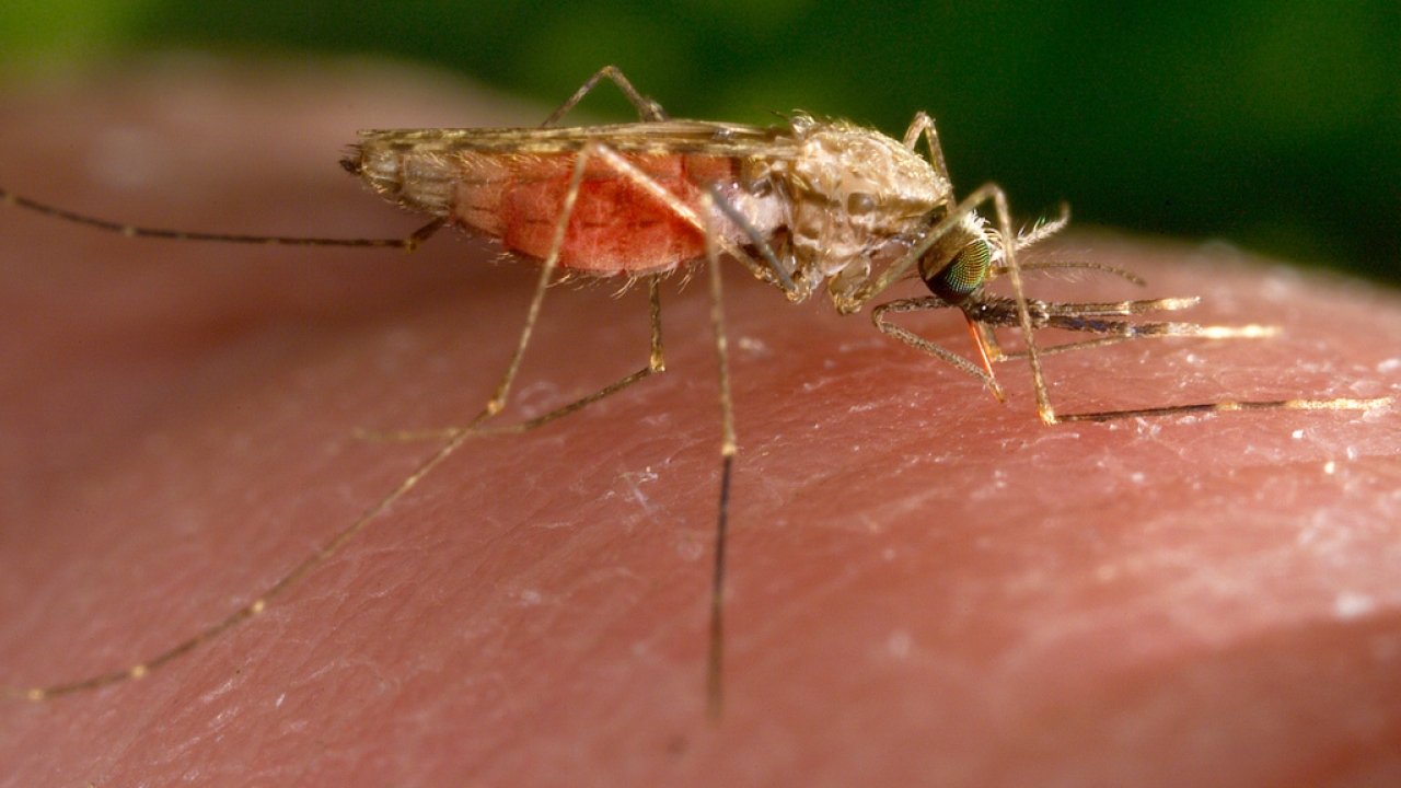 A mosquito is shown. on skin.