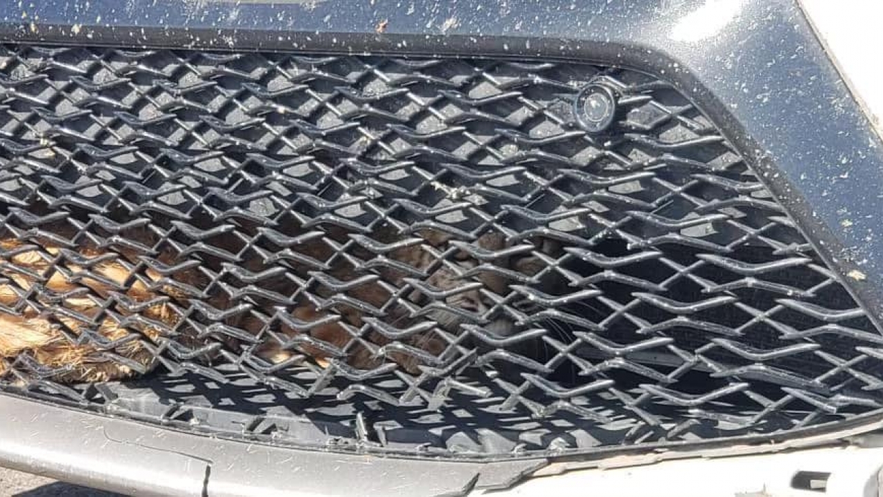 Bobcat stuck inside car.