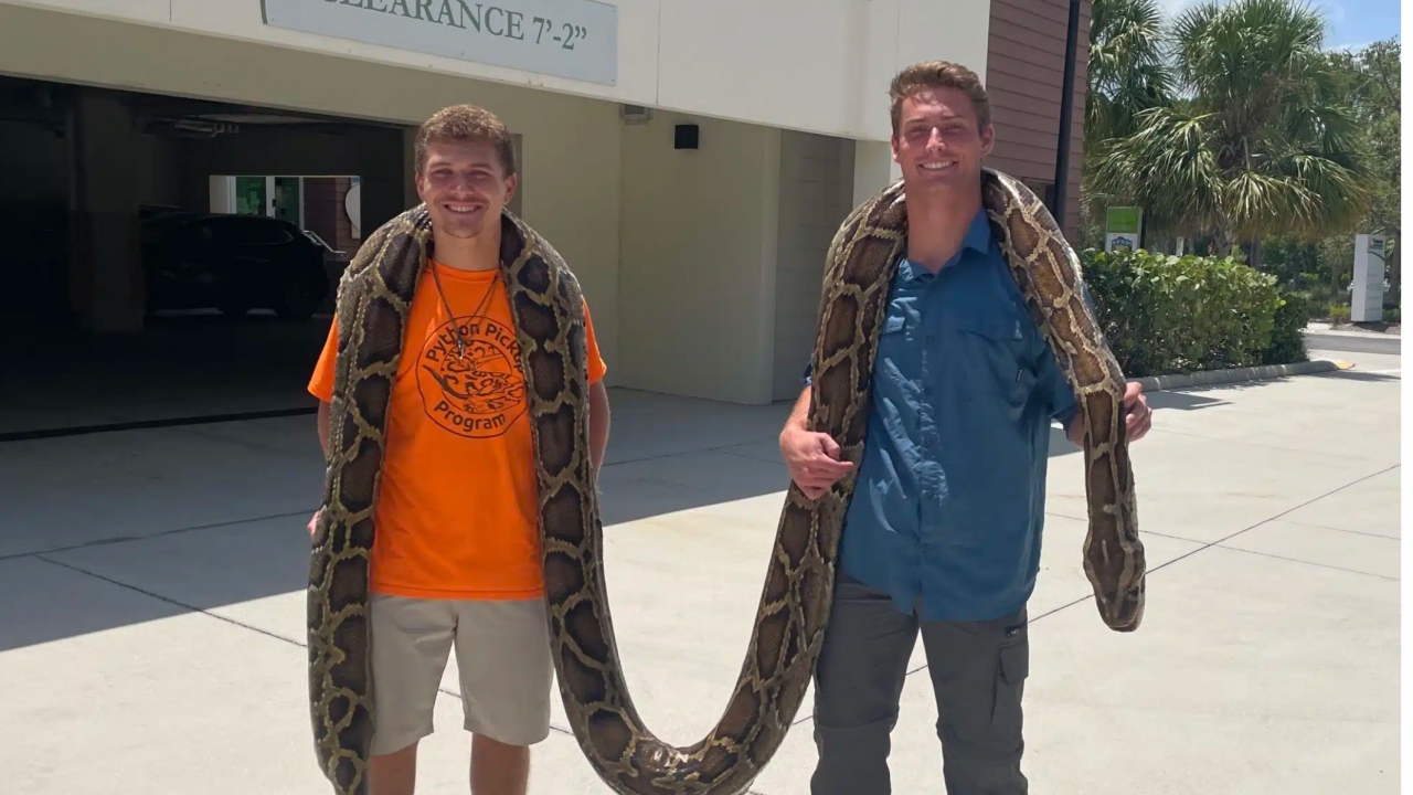 19-foot invasive Burmese python captured in Florida