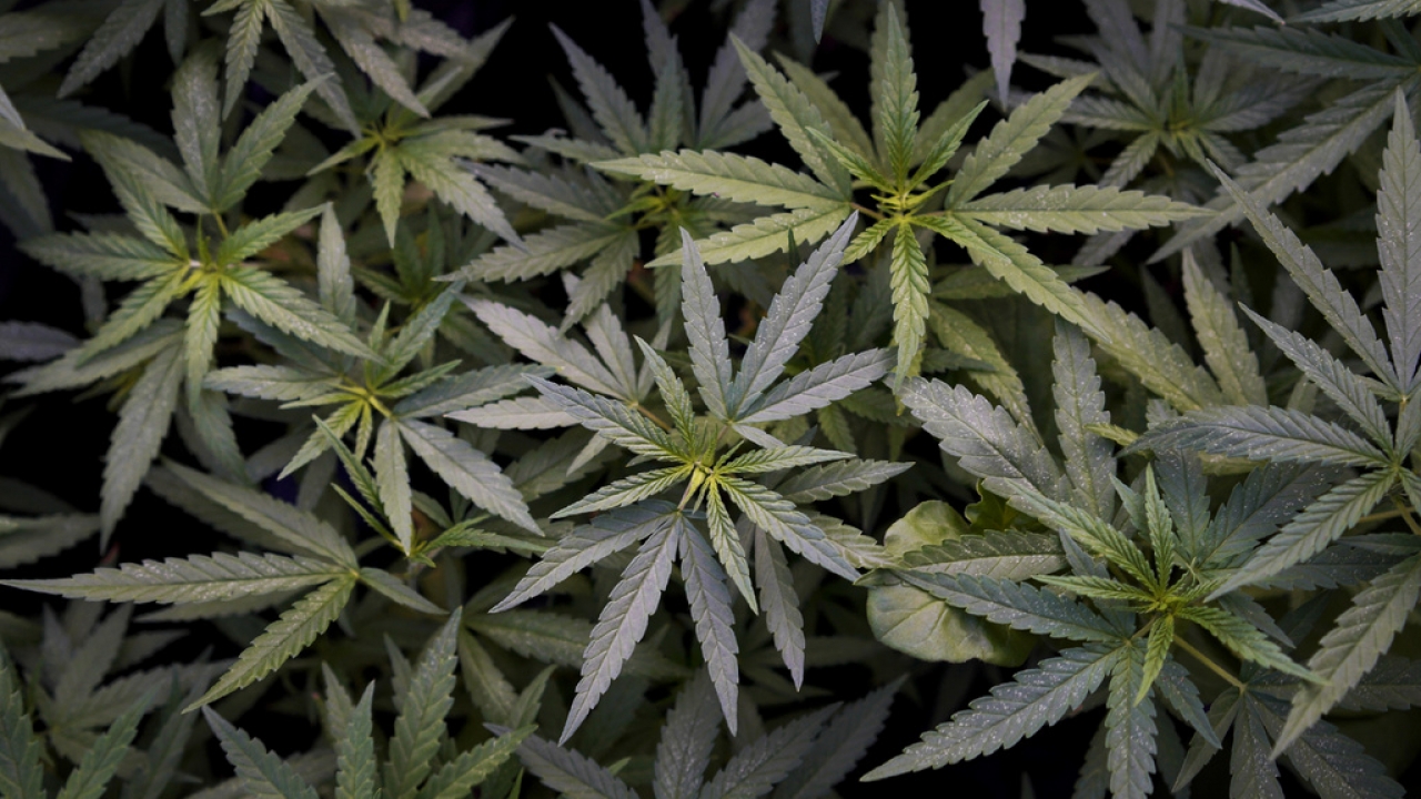 Marijuana plants grow.