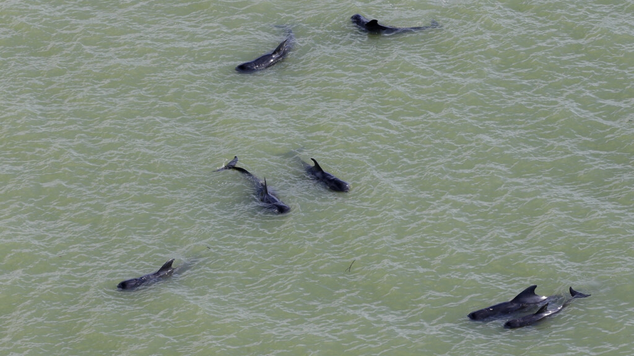 Pilot whales are shown stranded in shallow water.