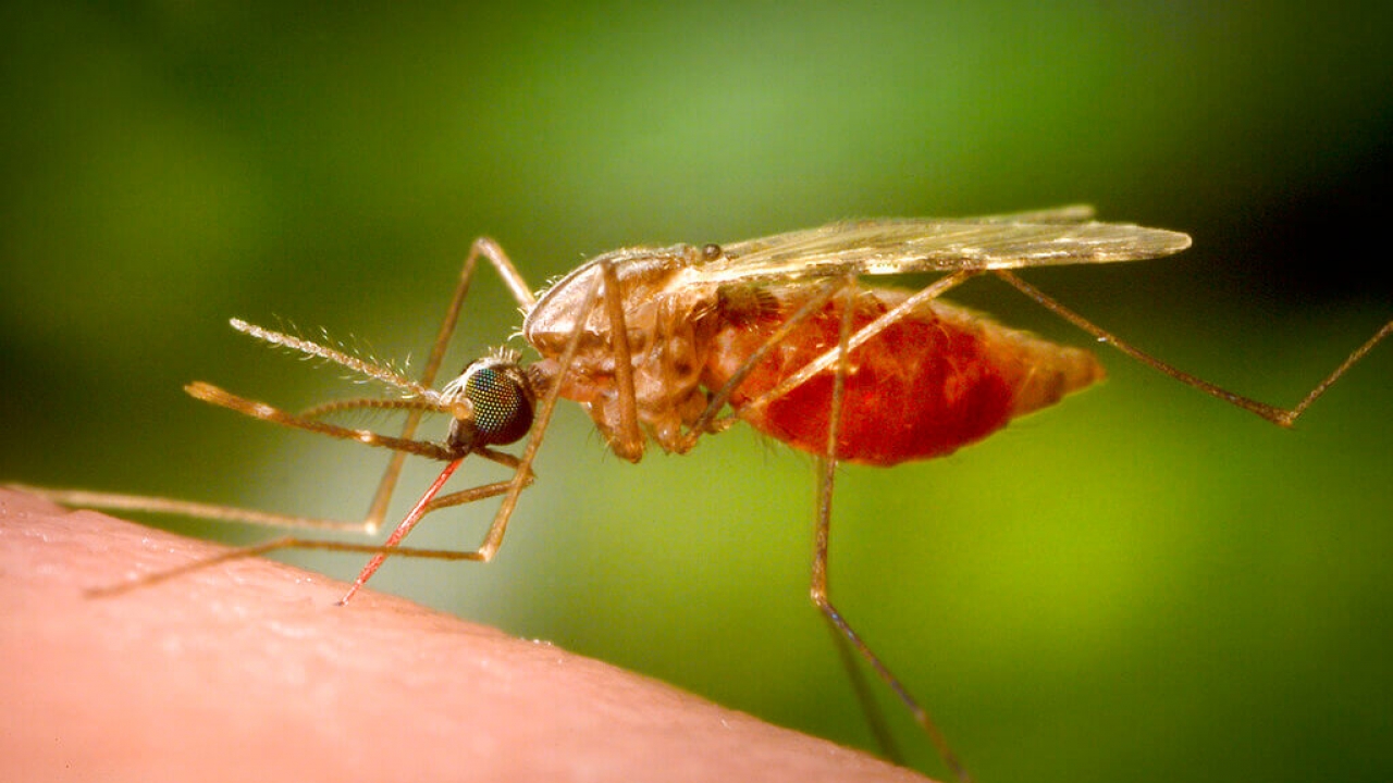 A feeding female Anopheles funestus mosquito