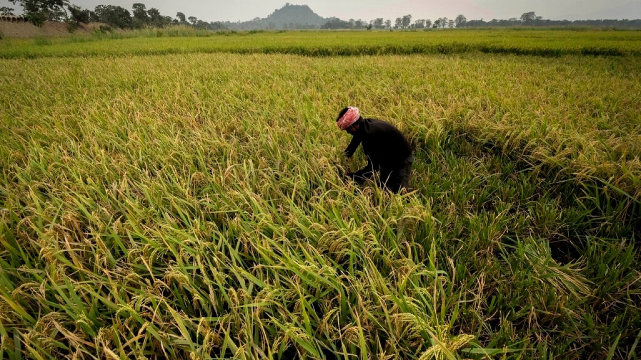 A worker harvests rice in India