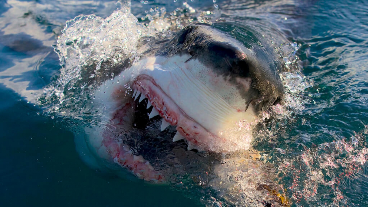A great white shark in a scene from Discovery's “Air Jaws: Final Frontier."