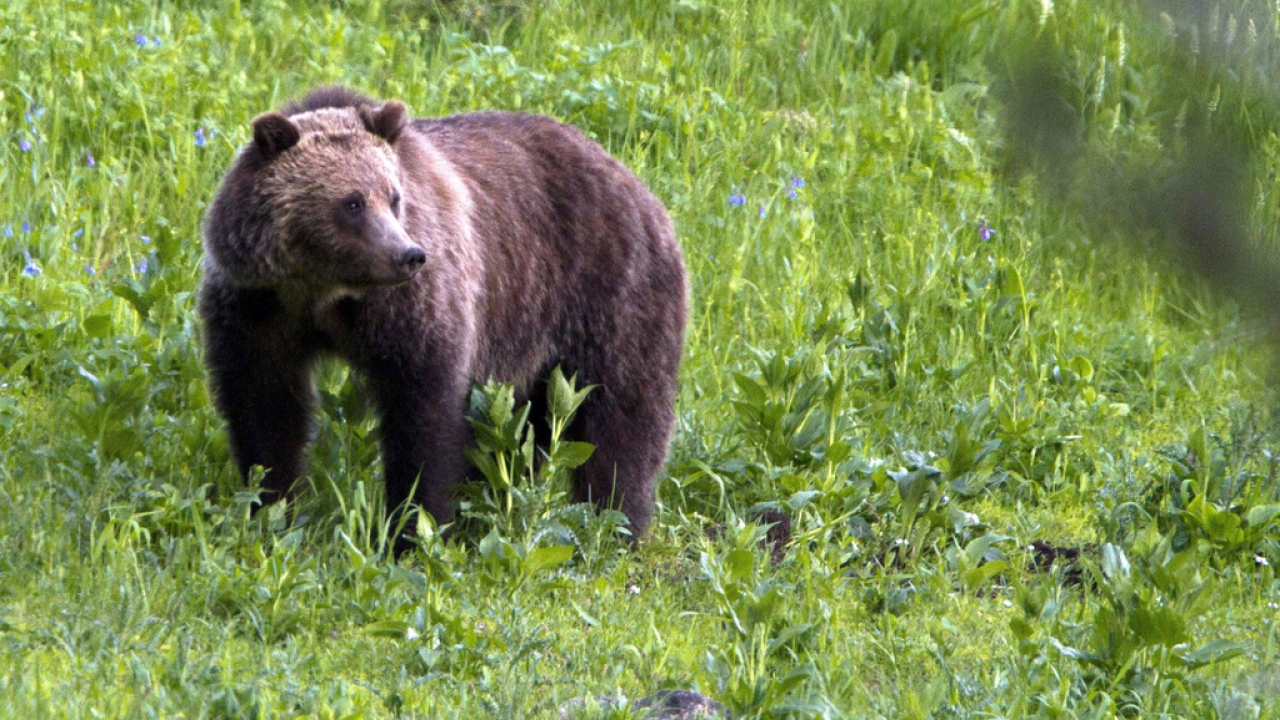 Grizzly bear roams Yellowstone National Park.