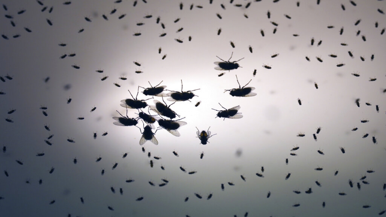 Clusters of flies