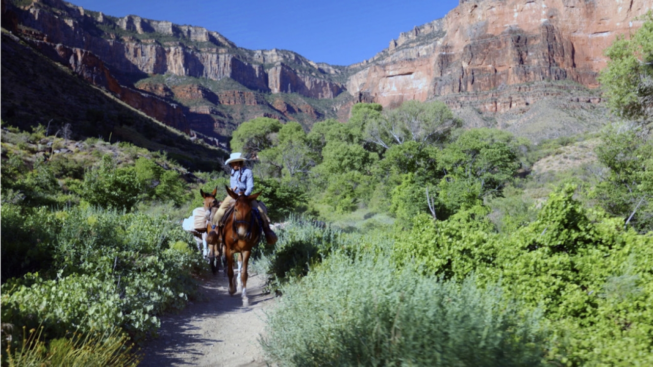Amazon uses mules to deliver to the Grand Canyon