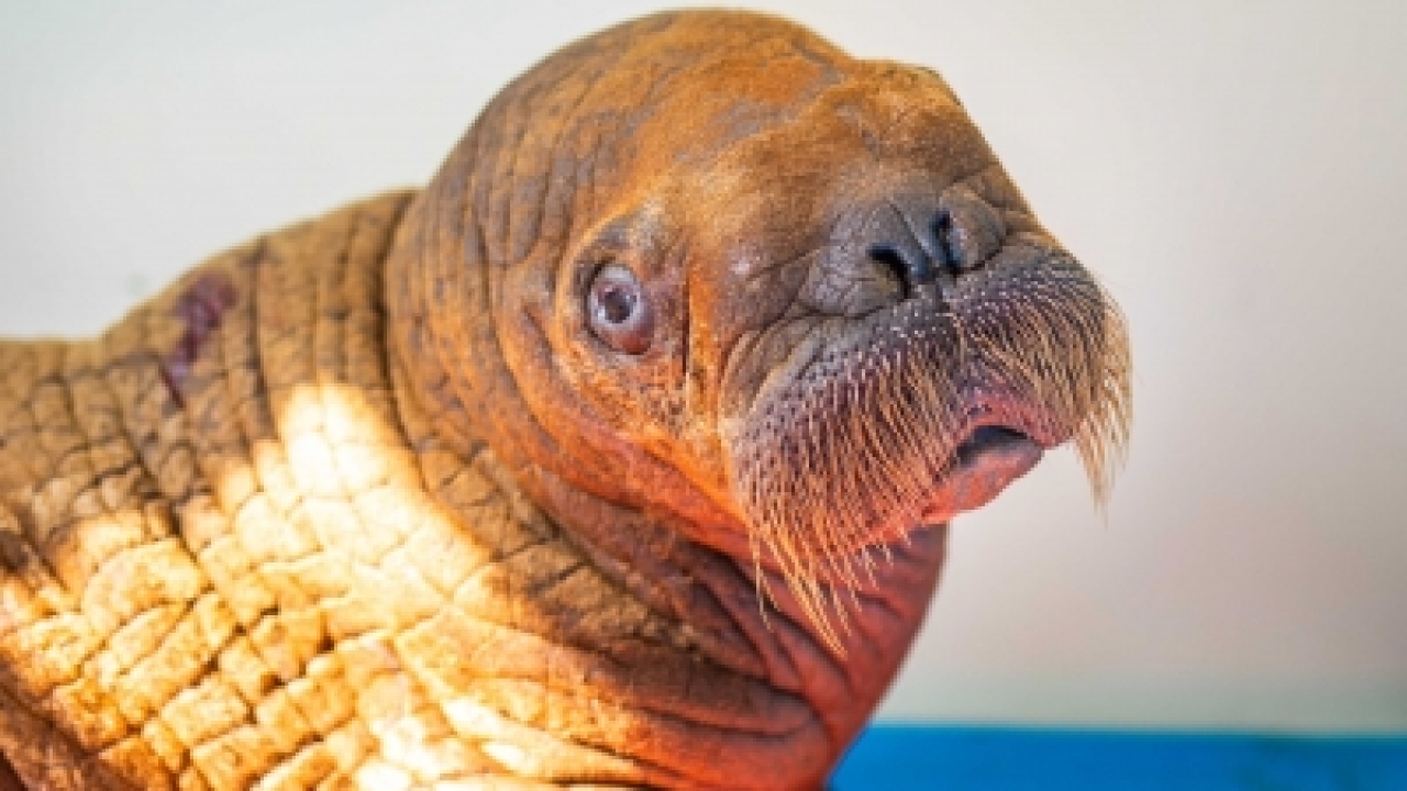 A Pacific walrus calf found in Alaska