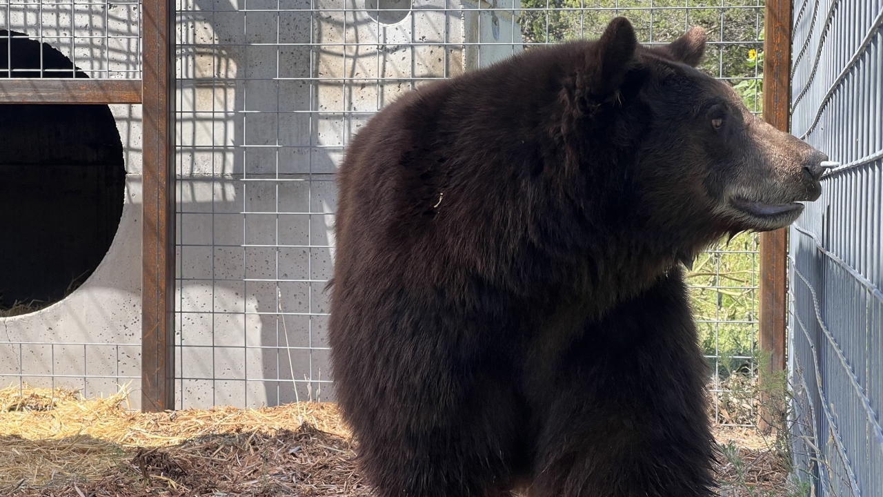 Henrietta aka "Hank the Tank" bear in an enclosure at an animal sanctuary
