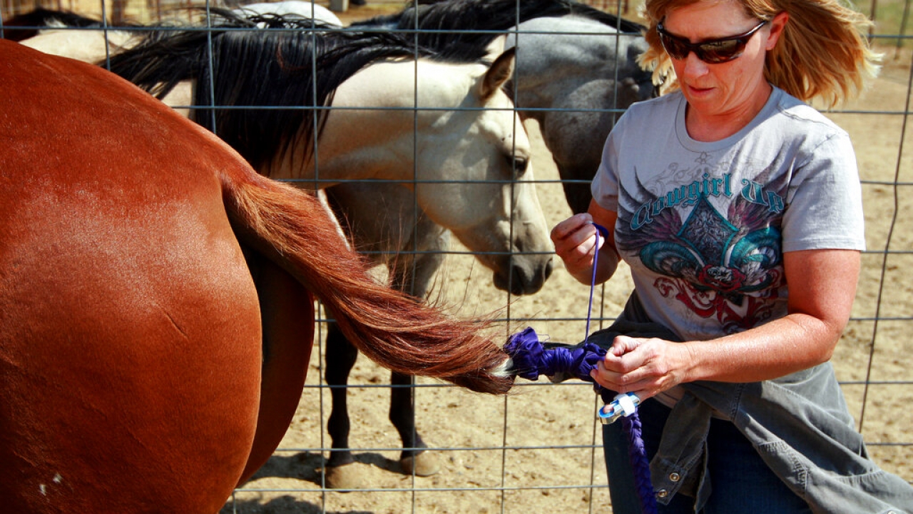 A horse breeder unwraps a protective braid from her horse