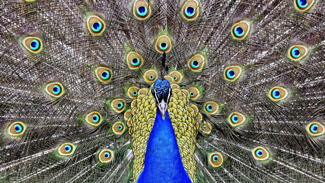 A peacock displays its colorful feathers at the zoo.