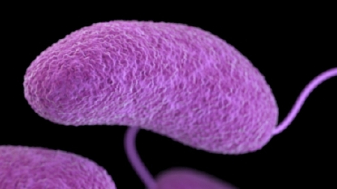 Image of oblong-shaped, Vibrio parahaemolyticus bacteria.