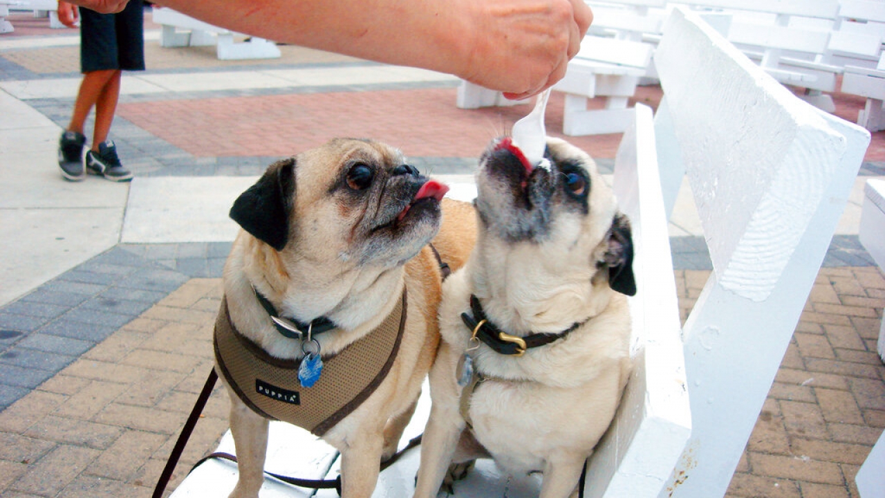 A pair of pug dogs eating from a spoon.