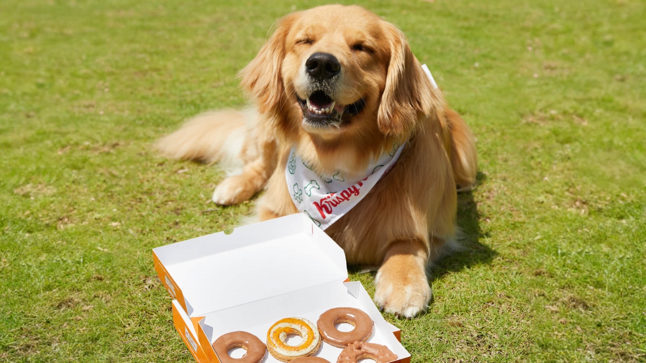 Golden retriever with Krispy Kreme Pup’kin Spice Doggie Doughnuts.