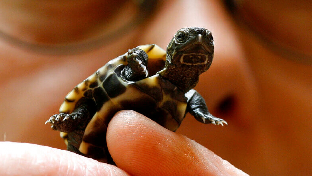 A baby turtle.