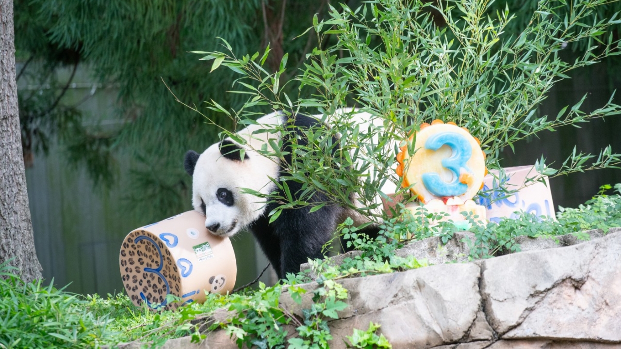 Panda Xiao Qi Jim celebrates their third birthday.