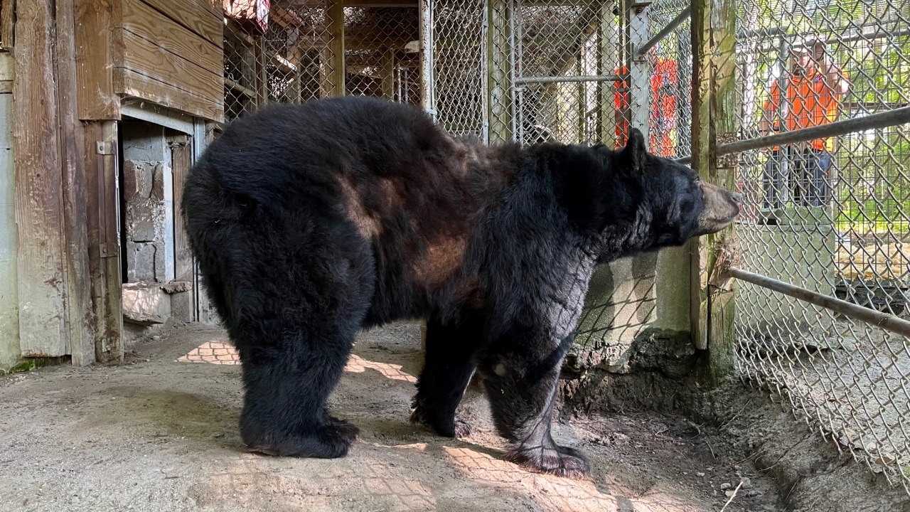 Black bear collected by PETA was found underweight and with a skin condition.