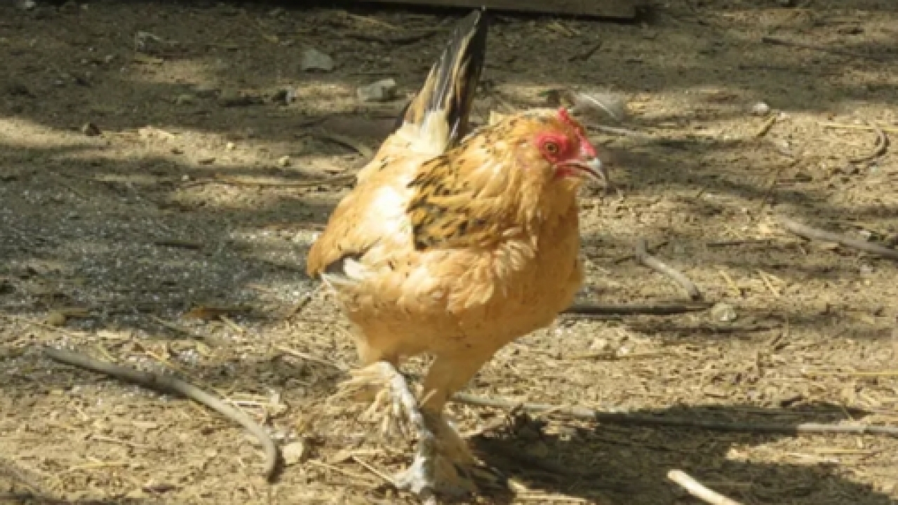 World's oldest chicken