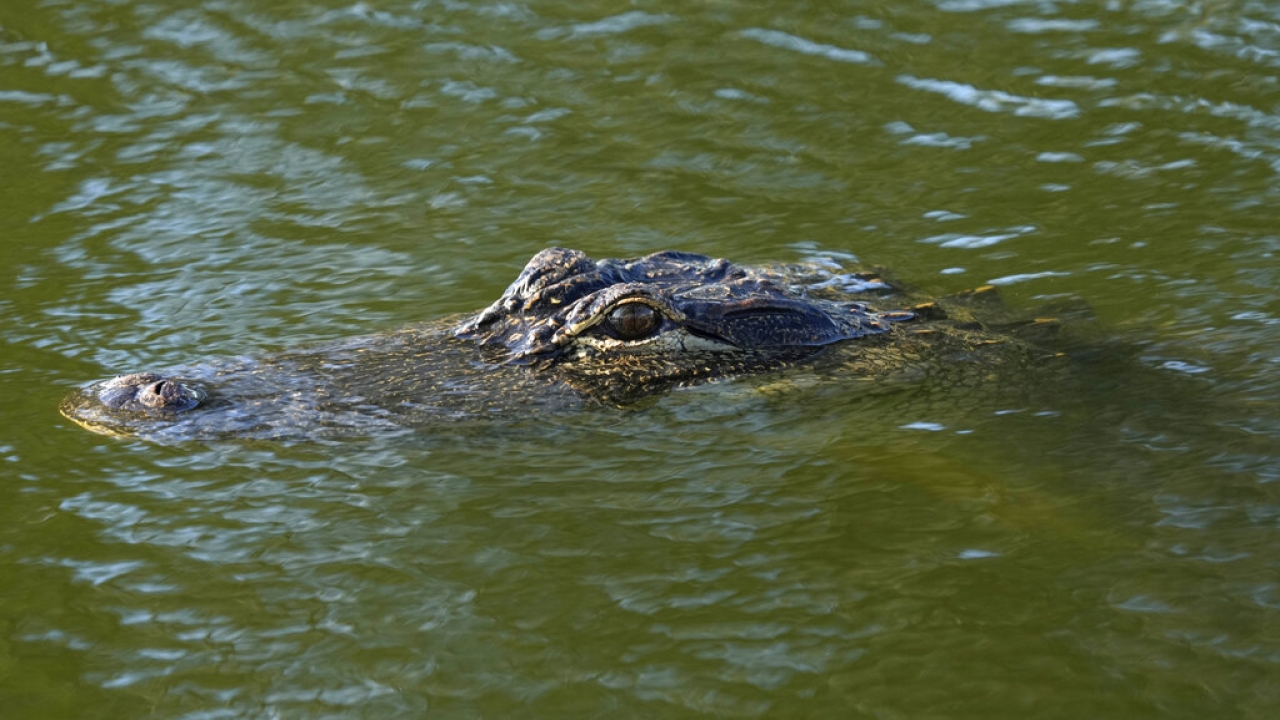 An alligator peeks above the water.