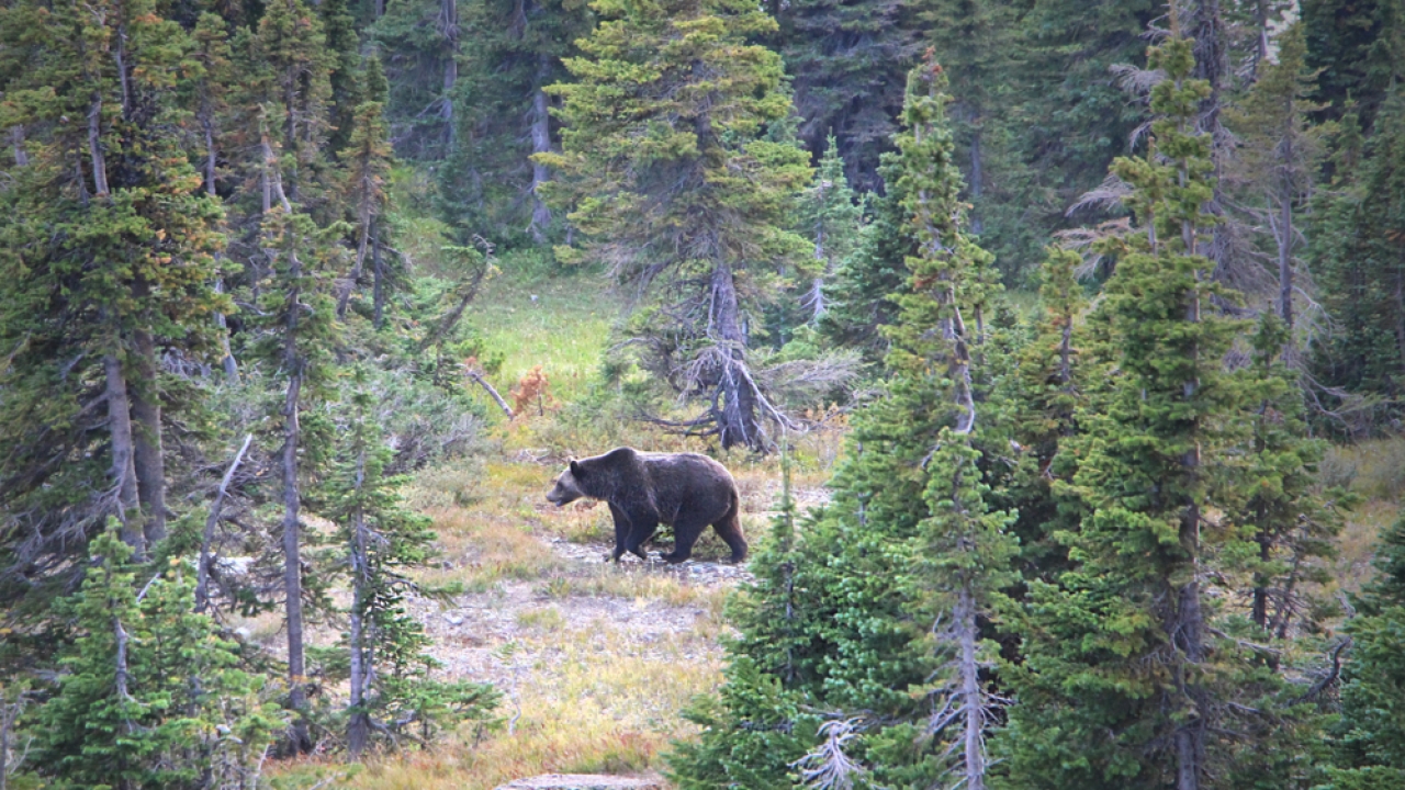 Grizzly bear in a wooded area.