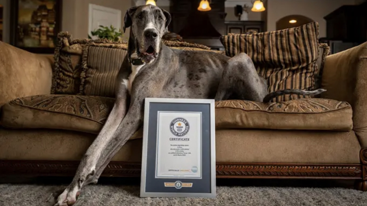 Zeus, the world's tallest dog, poses with his certificate.