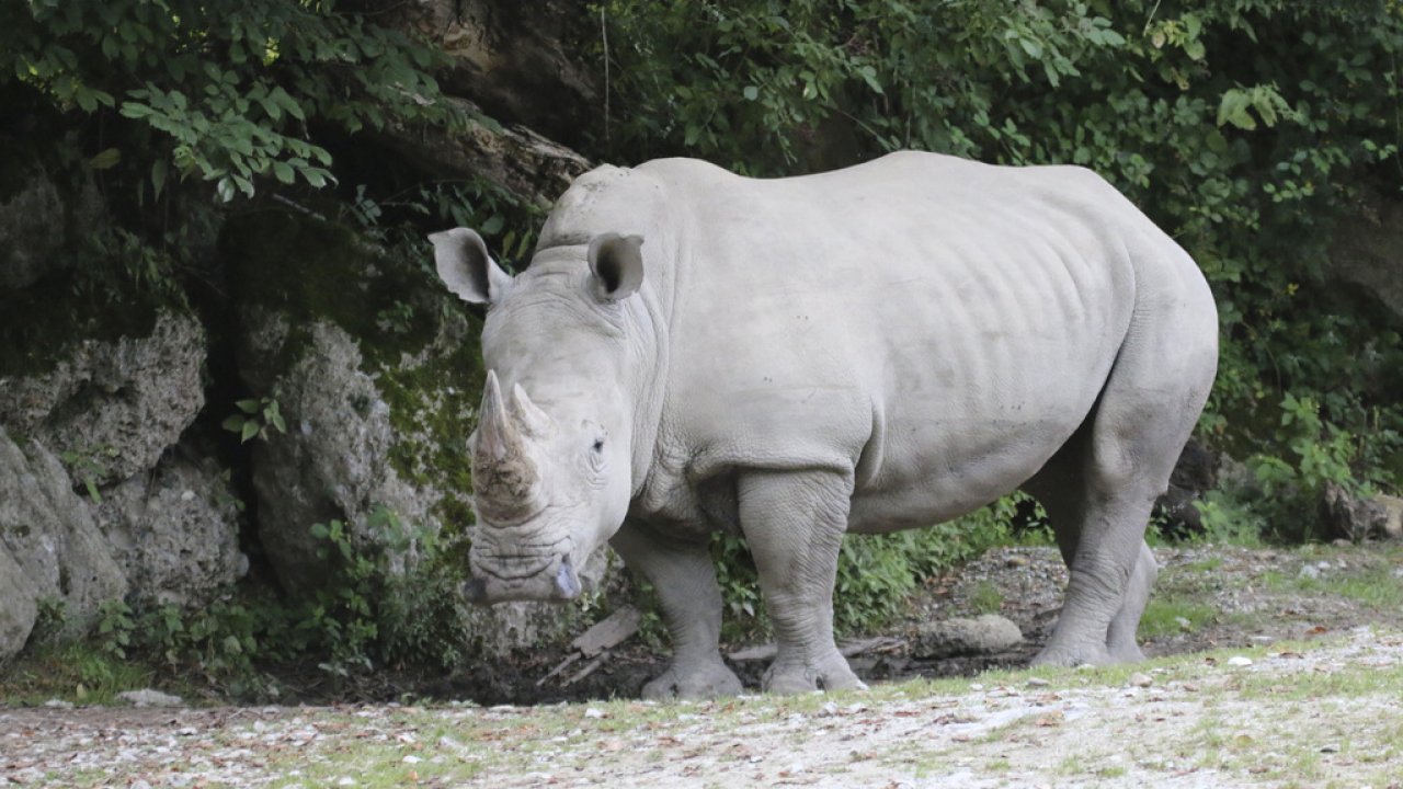 Photo provided by the Salzbug Zoo shows the Rhino 'Yeti' at the zoo.