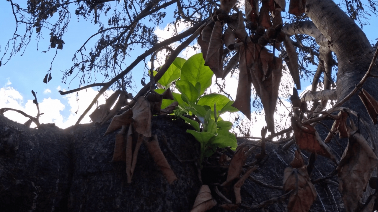 New growth sprouts from the Lahaina banyan tree