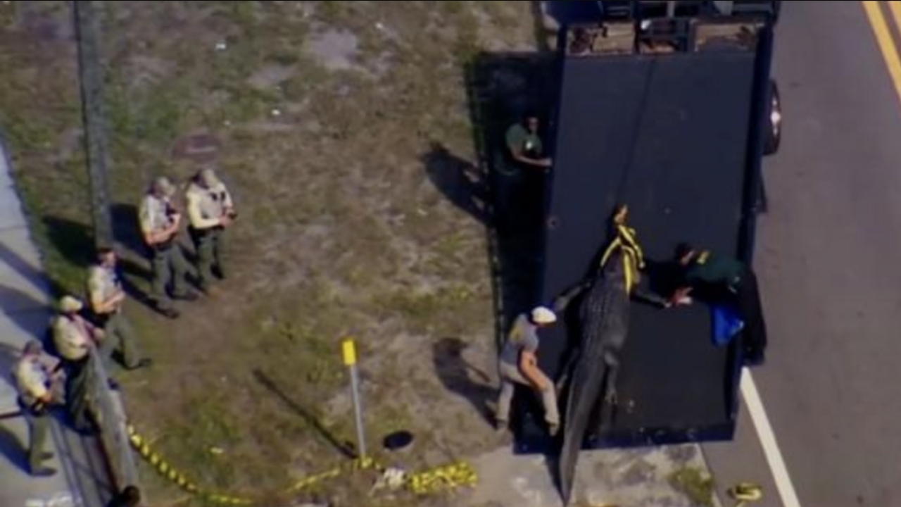 Alligator's body being hoisted on a ramp surrounded by officers